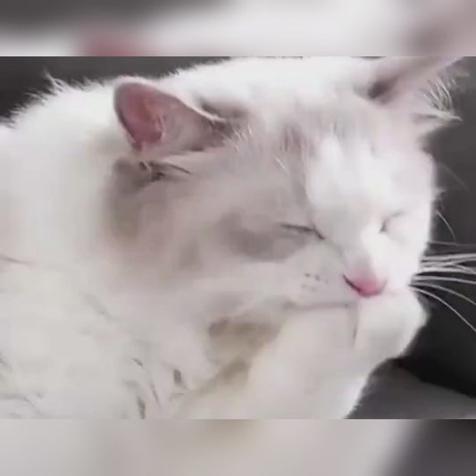 Selbstreinigende Fellbürste für Hunde & Katzen